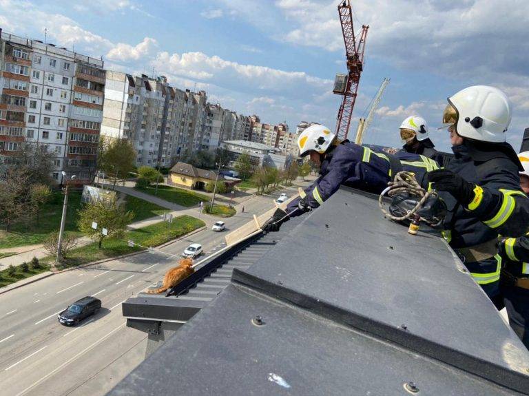 У Франківську рятувальники знімали кошеня з даху багатоповерхівки ФОТО