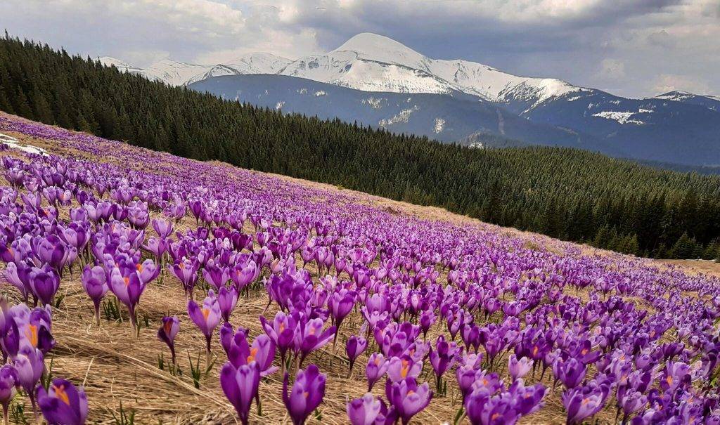 Полонина Кукул у Карпатах всіяна тисячами крокусів: чарівні фото
