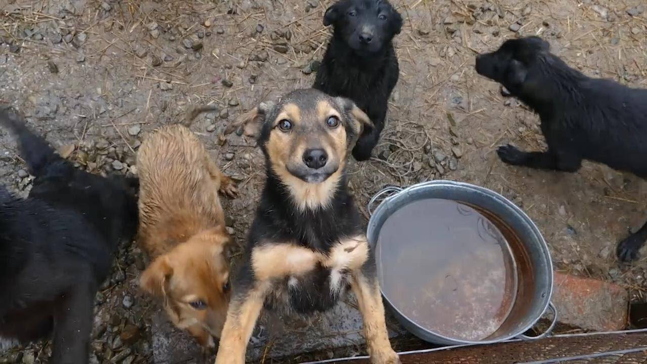 Небайдужих просять зібрати кошти на вакцини для мешканців "Дому сірка"