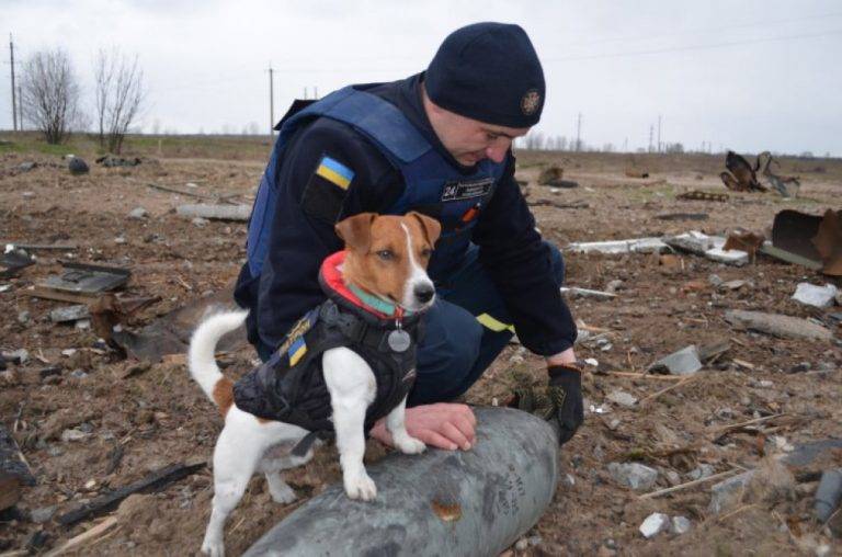 У Каннах особливою відзнакою нагородили пса Патрона з ДСНС