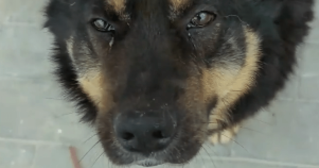 У Бородянці помітили "Хатіко": Пес два місяці чекає господарів