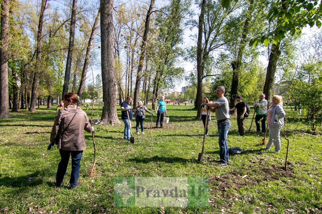 У Франківську висадили яблуні,яблуневий сад Перемоги,висадка яблунь в парку Молодіжний