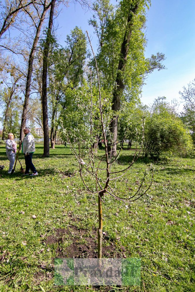 У Франківську висадили яблуні,яблуневий сад Перемоги,висадка яблунь в парку Молодіжний