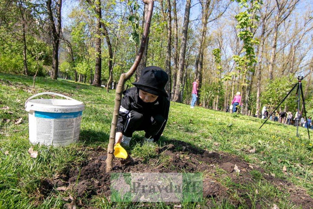 У Франківську висадили яблуні,яблуневий сад Перемоги,висадка яблунь в парку Молодіжний