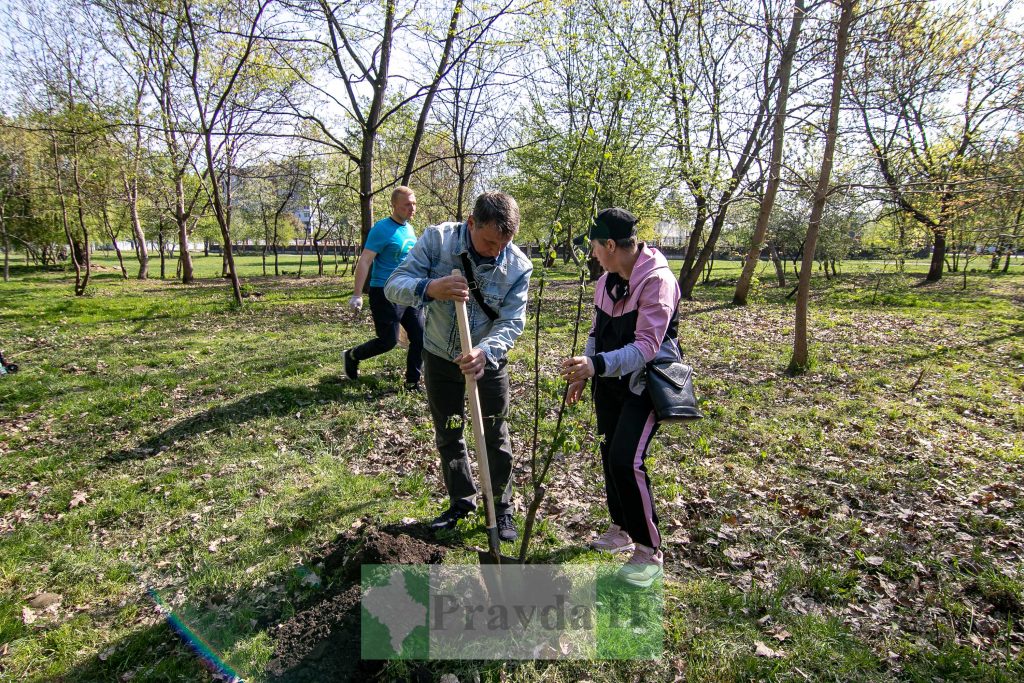 У Франківську висадили яблуні,яблуневий сад Перемоги,висадка яблунь в парку Молодіжний