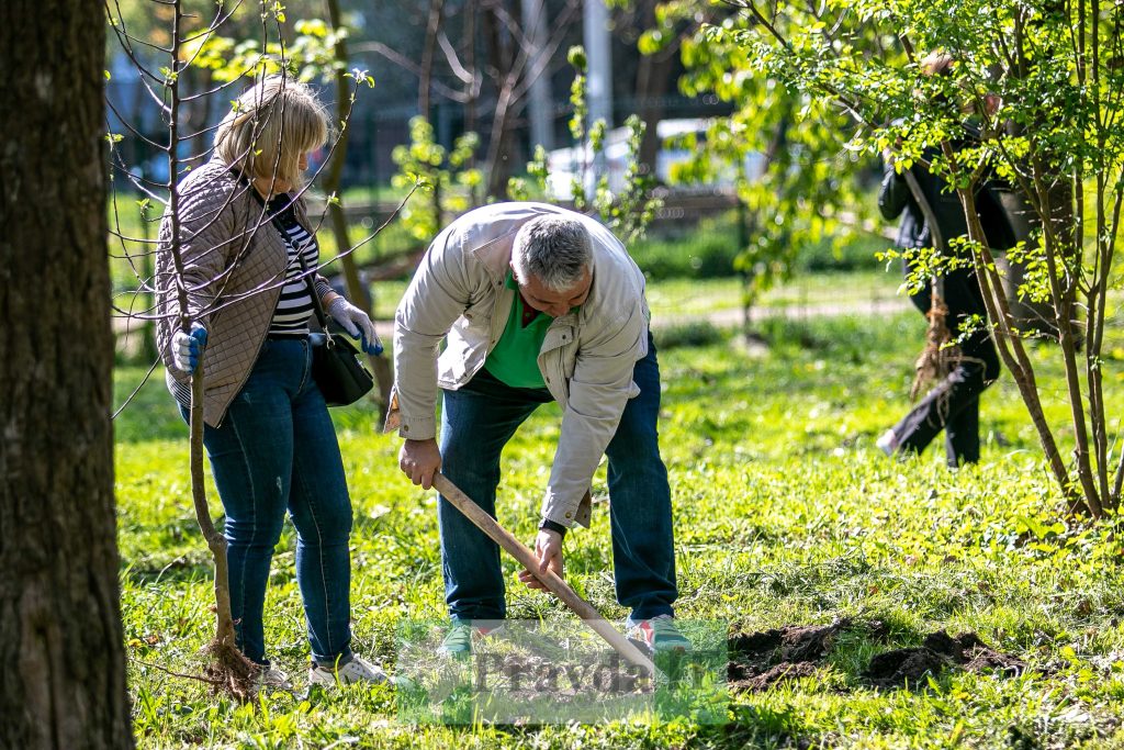 У Франківську висадили яблуні,яблуневий сад Перемоги,висадка яблунь в парку Молодіжний