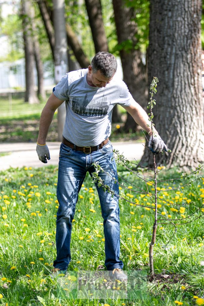 У Франківську висадили яблуні,яблуневий сад Перемоги,висадка яблунь в парку Молодіжний