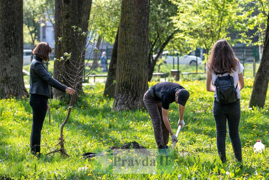 У Франківську висадили яблуні,яблуневий сад Перемоги,висадка яблунь в парку Молодіжний