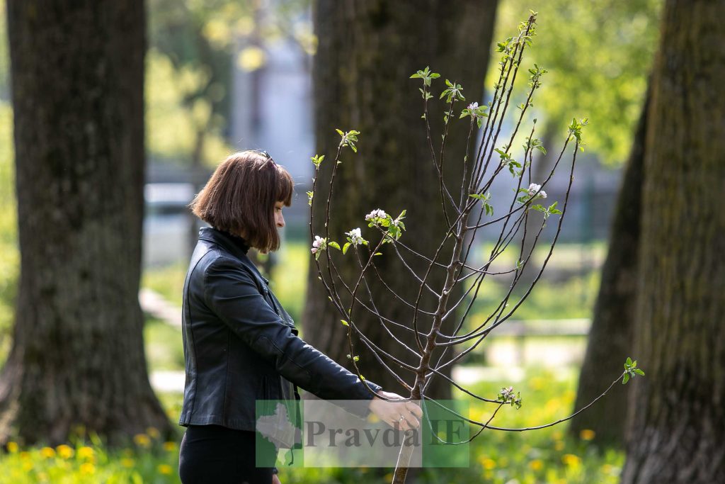 У Франківську висадили яблуні,яблуневий сад Перемоги,висадка яблунь в парку Молодіжний