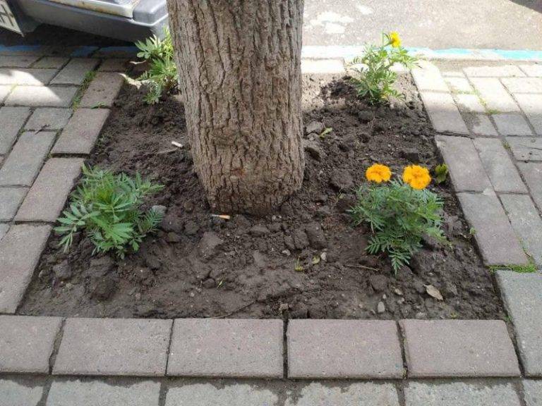 У Коломиї вандали понищили клумби з квітами