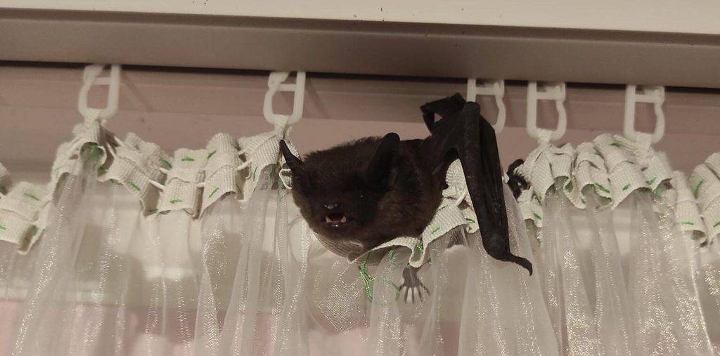 Серед ночі до помешкання франківців залетів кажан