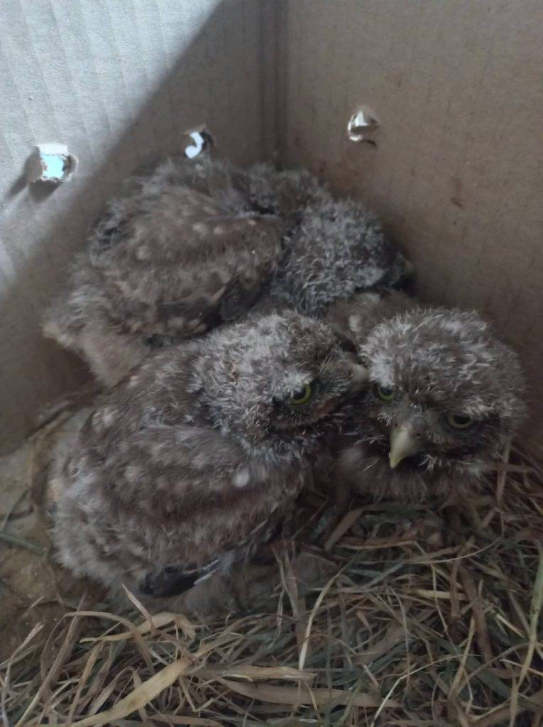 Мешканців Івано-Франківщини закликають не чіпати дитинчат диких тварин