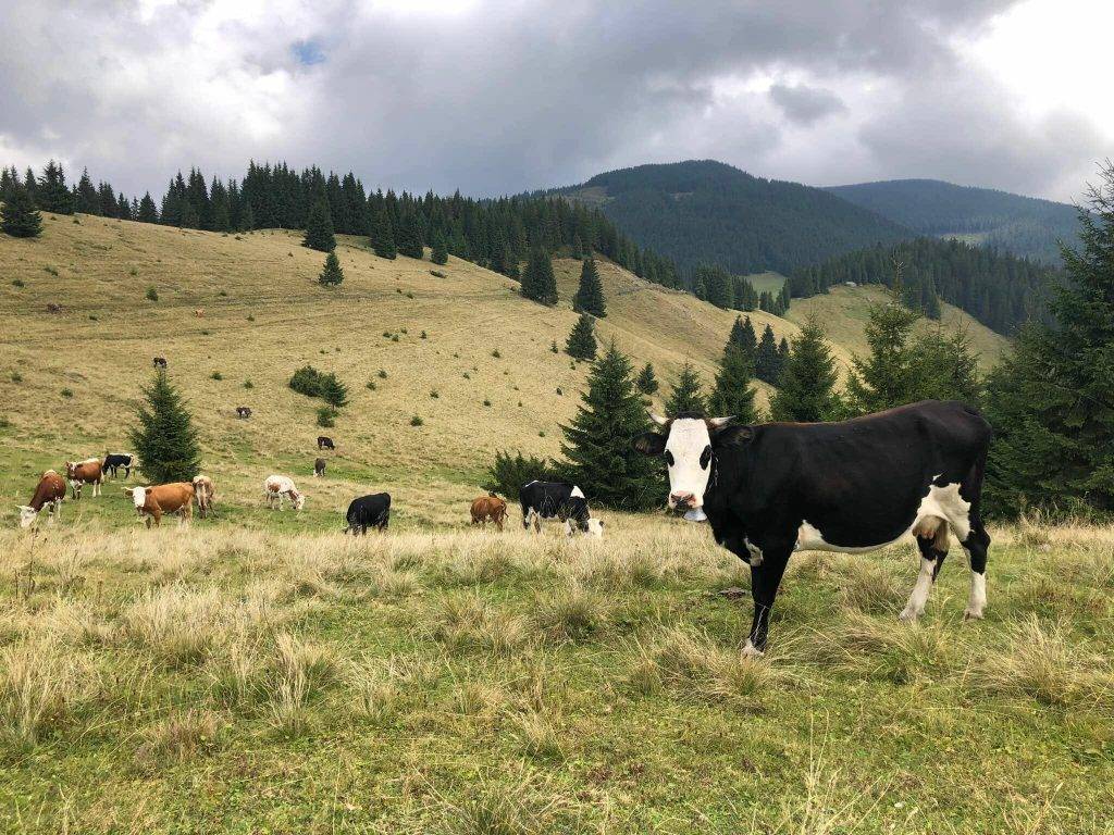 У Карпатах розпочався полонинський сезон,полонинський сезон,верховинська полонина