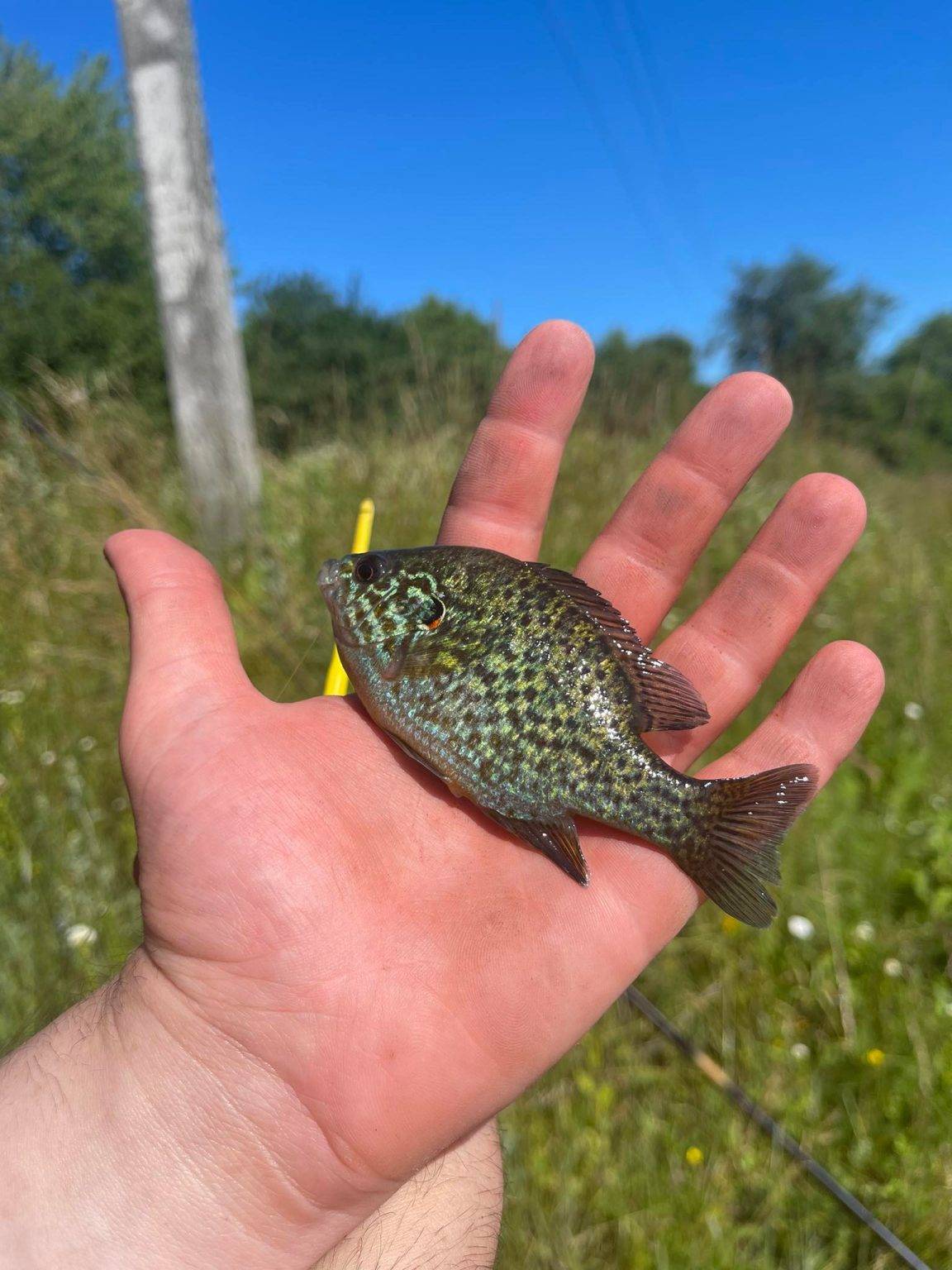 У Бурштинському морі розплодились екзотичні риби-хижаки