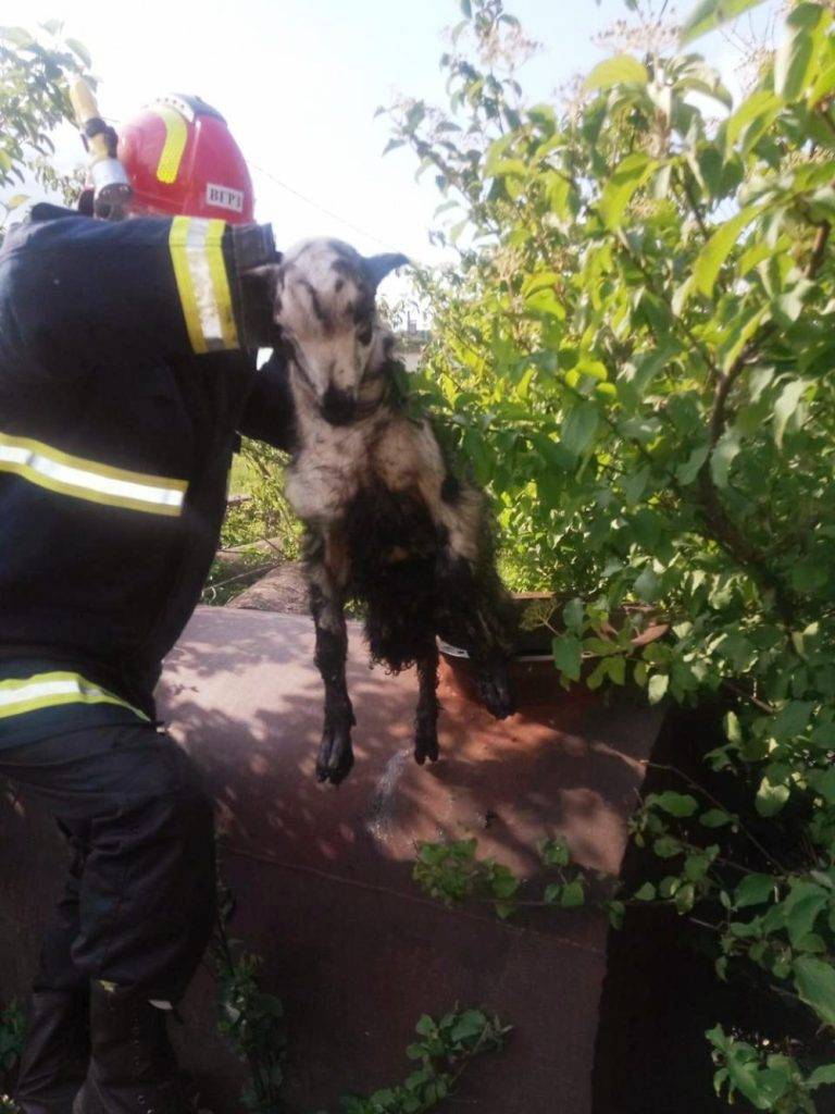 На Франківщині рятувальники врятували козеня