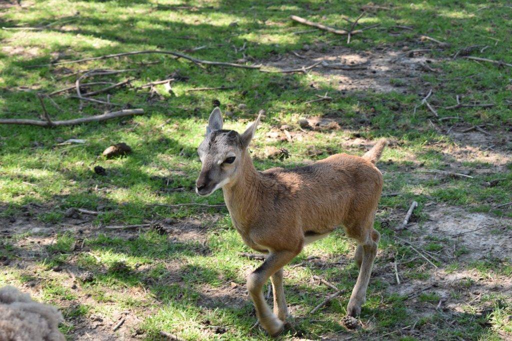 У Галицькому нацпарку - справжній бебі-бум