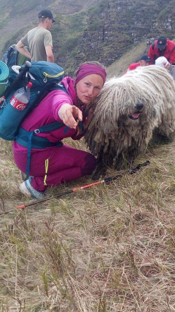 Як кудлатий пес-рятувальник Сікро допомагає шукати людей у Карпатах