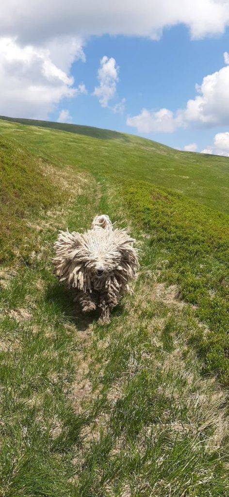 Як кудлатий пес-рятувальник Сікро допомагає шукати людей у Карпатах