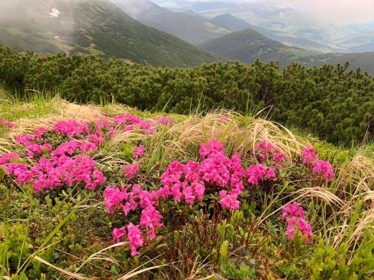 В українських Карпатах масово зацвіла червона рута: мальовничі фото з високогір'я