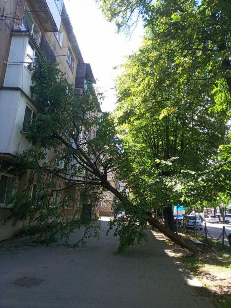Потужний вітер у Франківську повалив дерево на будинок