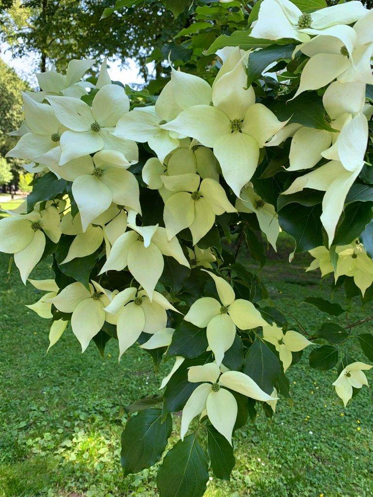 екзотична рослина,Дерен коуса,парк шевченка