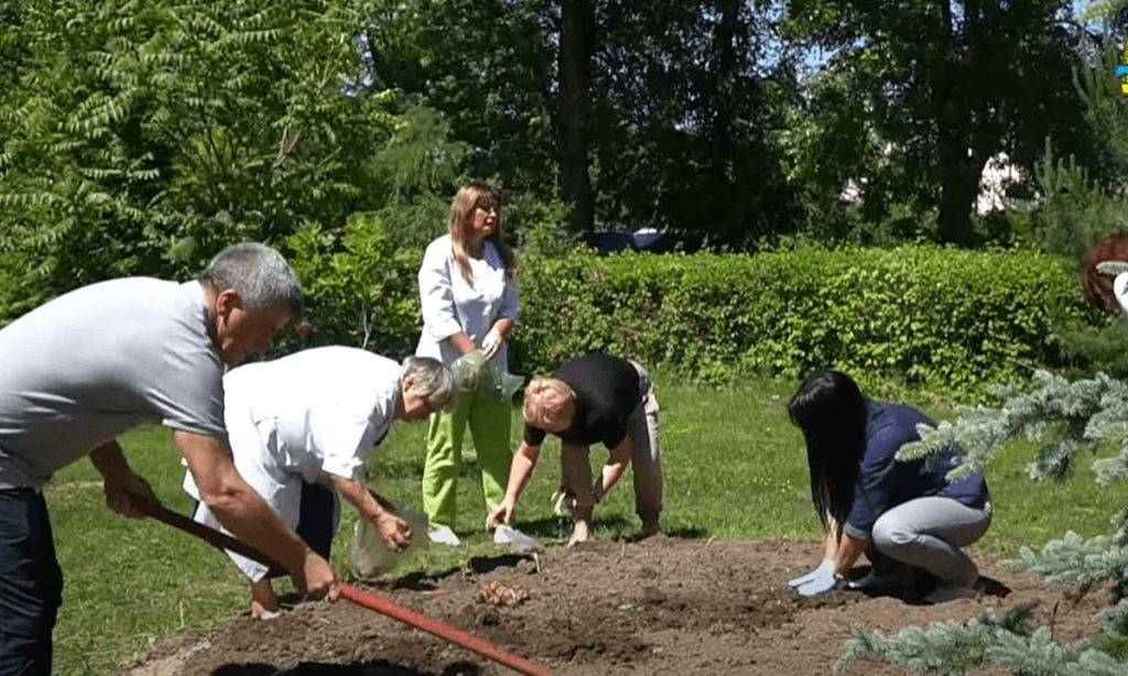 Квіти перемоги: 100 лілій висадили у Лисці