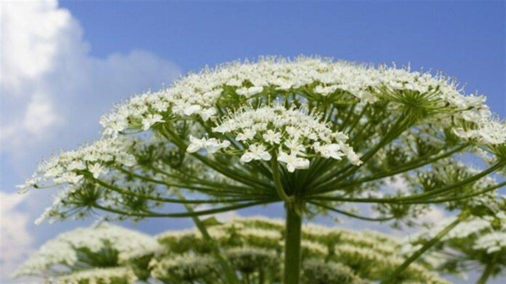 На Франківщині літню жінку госпіталізували з опіками борщівника