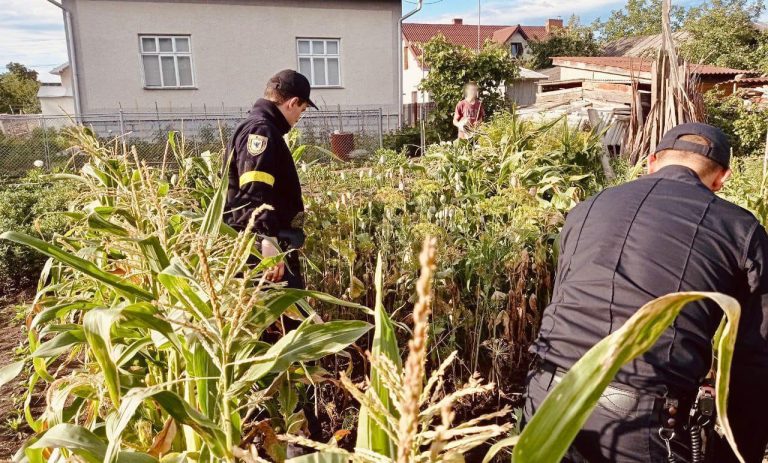 На Косівщині у місцевого мешканці виявили "плантацію коноплі"