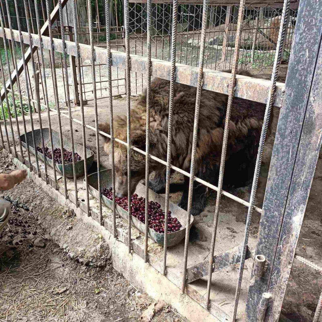 Клишоногих мешканців Галицького нацпарку пригостили смаколиками,галицький нпп,ведмеді