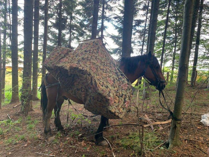 На Буковині контрабандисти конем намагалися перевезти через кордон цигарки