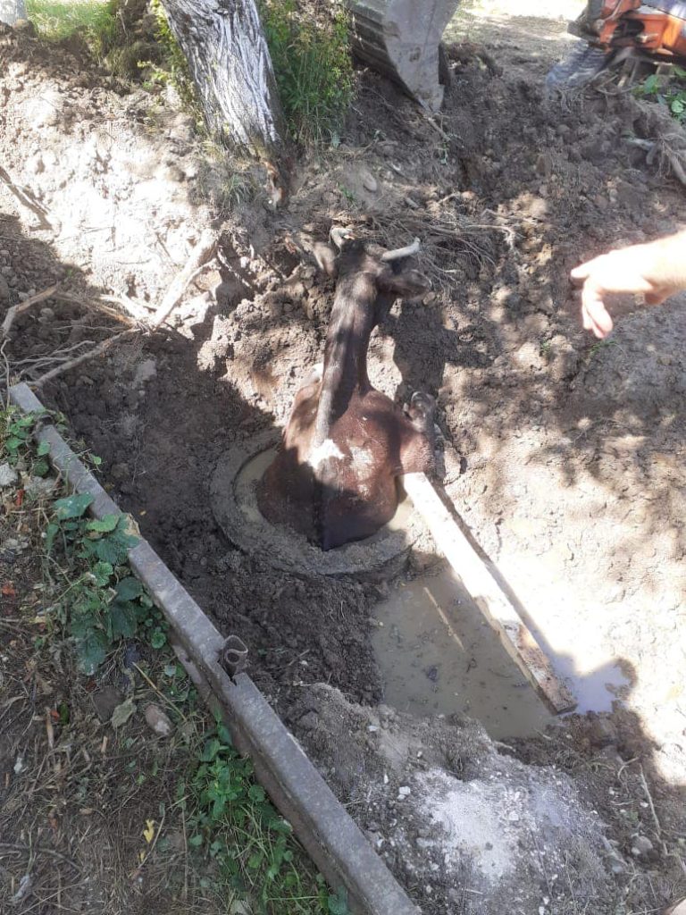 На Франківщині корова впала у каналізаційну яму: знадобилася допомога рятувальників