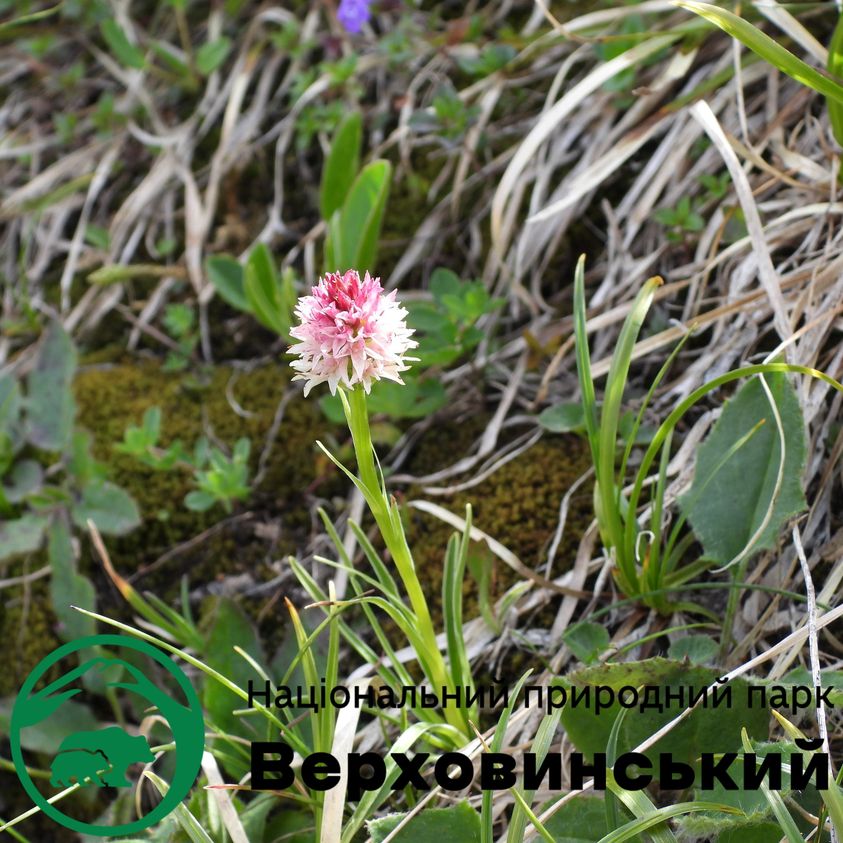 На Верховинщині росте унікальна “червонокнижна” орхідея