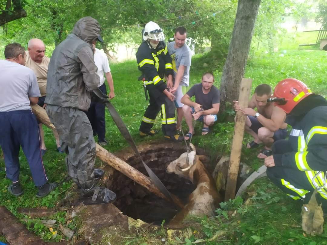 Курйозний порятунок корови трапився на Долинщині