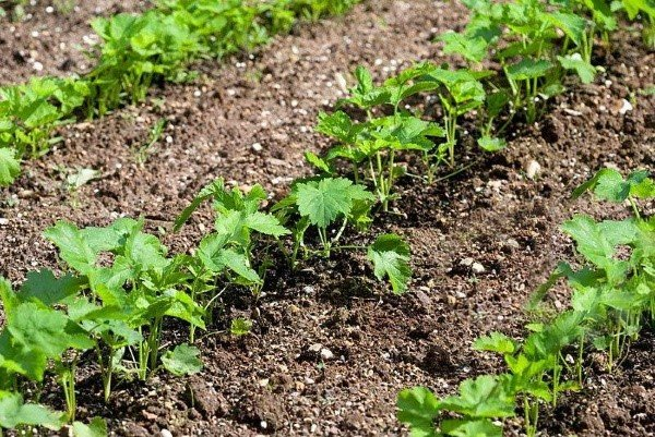 Особливості вирощування овочів у відкритому ґрунті