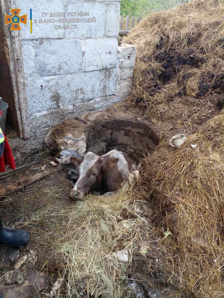 Прикарпатські рятувальники витягнули корову, яка провалилася до вигрібної ями