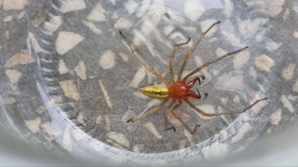 На Франківщині почастішали випадки укусів людей павуками