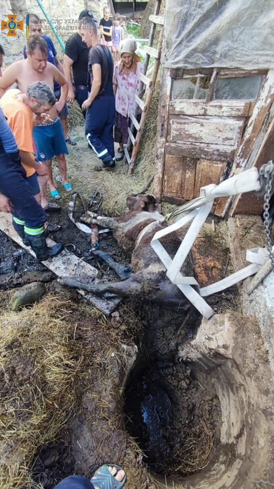 Прикарпатські рятувальники витягнули корову, яка провалилася до вигрібної ями