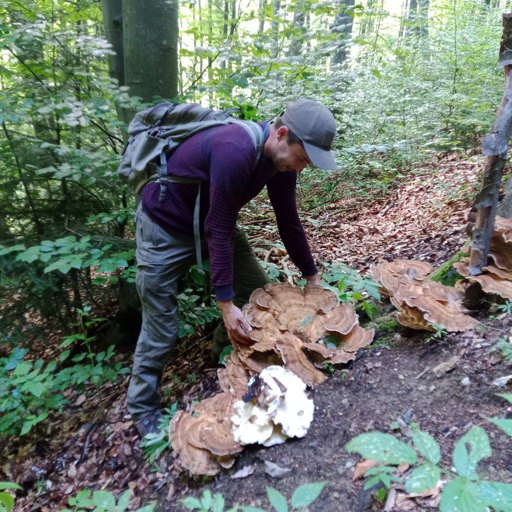 У нацпарку "Гуцульщина" знайшли велетенський гриб вагою до семи кілограм
