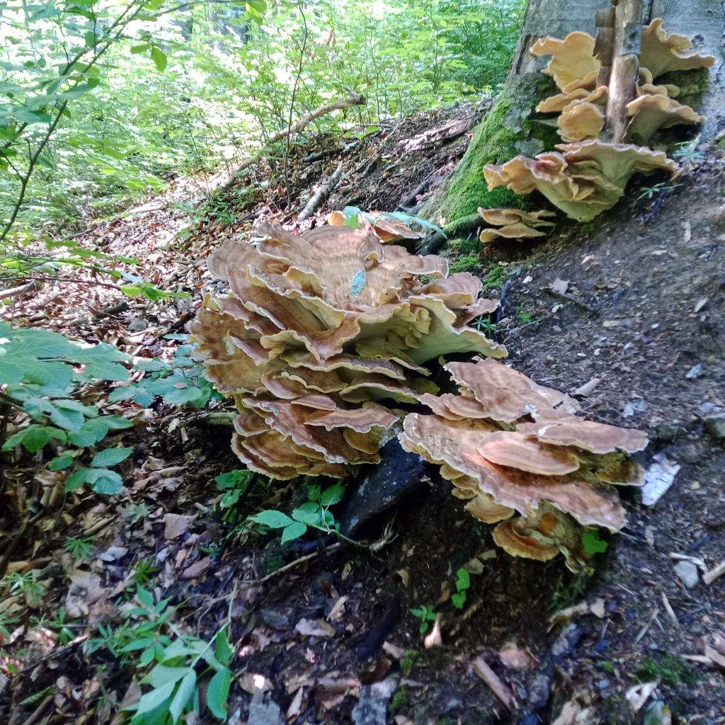 У нацпарку "Гуцульщина" знайшли велетенський гриб вагою до семи кілограм