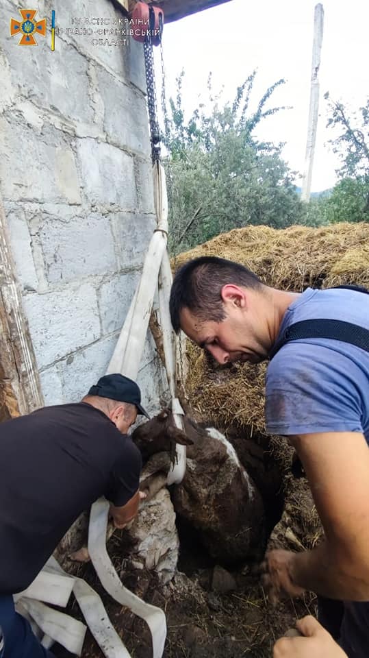Прикарпатські рятувальники витягнули корову, яка провалилася до вигрібної ями