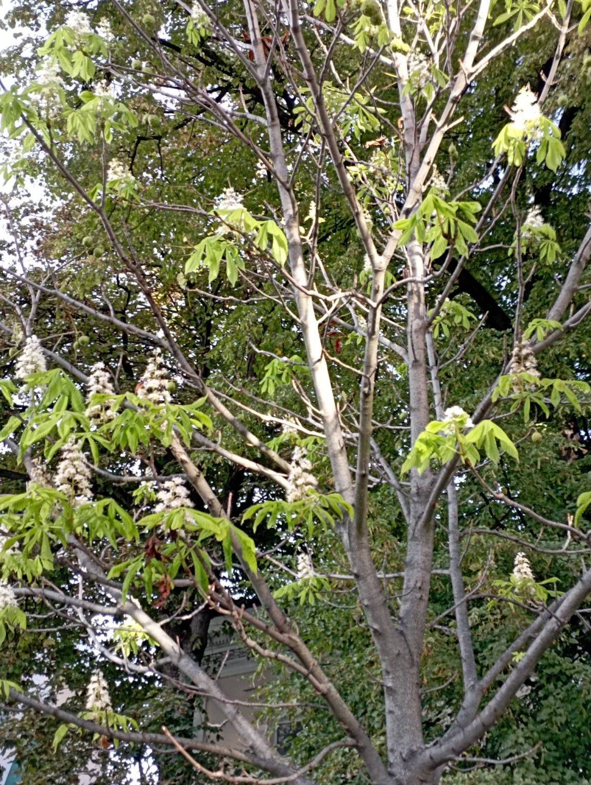 У Івано-Франківську розквітли каштани