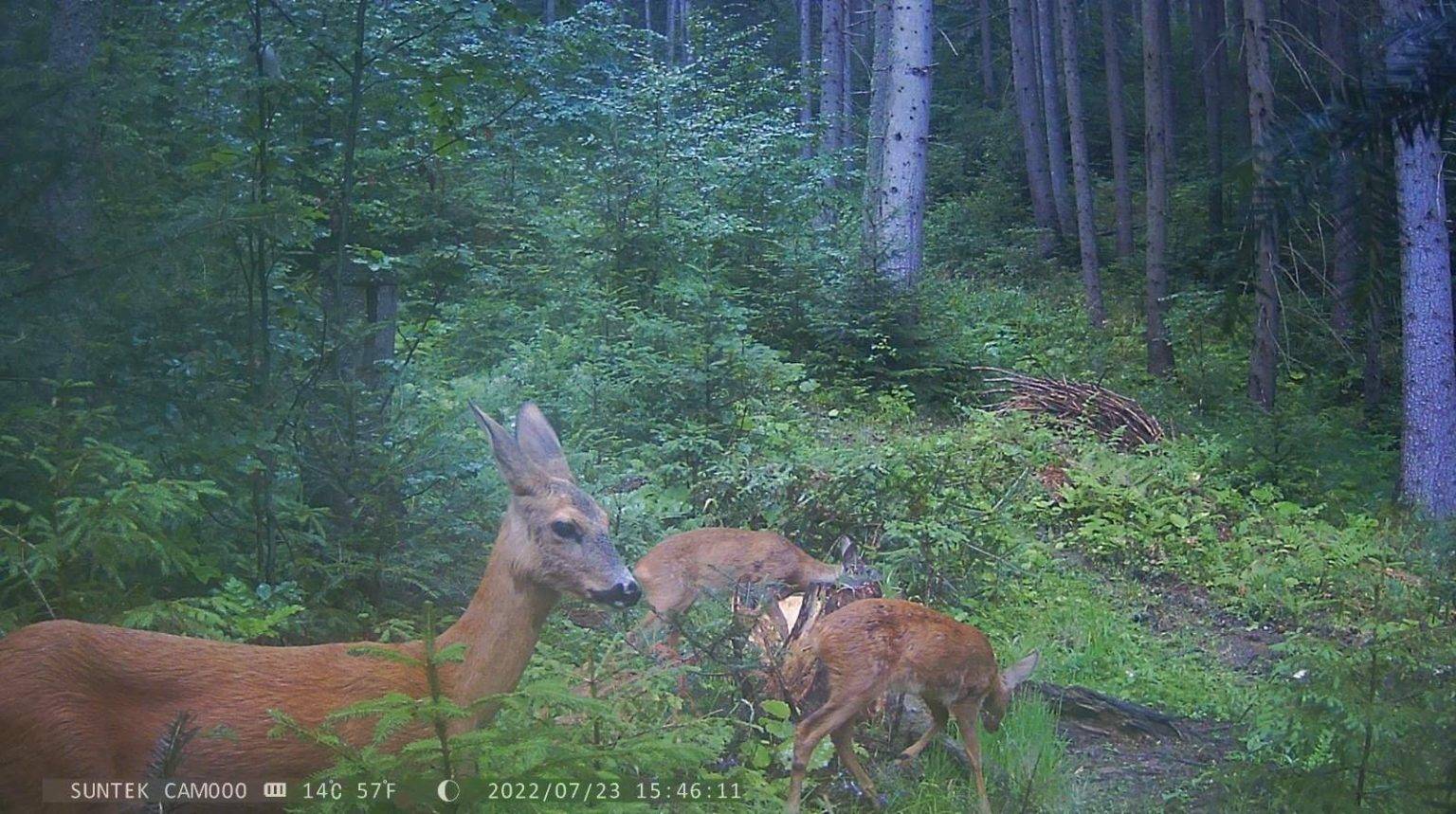 Олені, косулі та борсуки: на Франківщині фотопастки фіксують рідкісних тварин