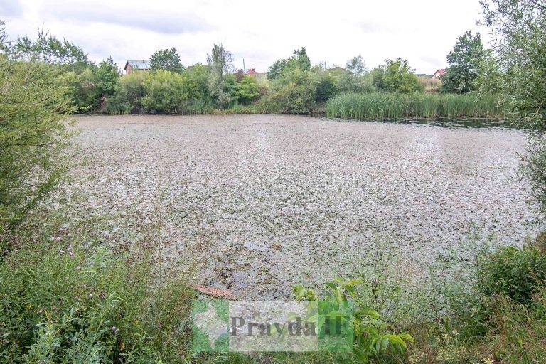 Франківців жахає занедбане озеро у Вовчинцях