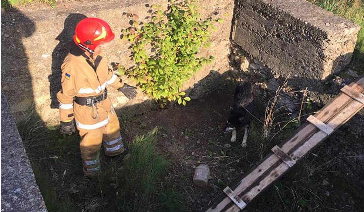 У Тлумачі надзвичайники витягнули собаку з недобудованого підвального приміщення