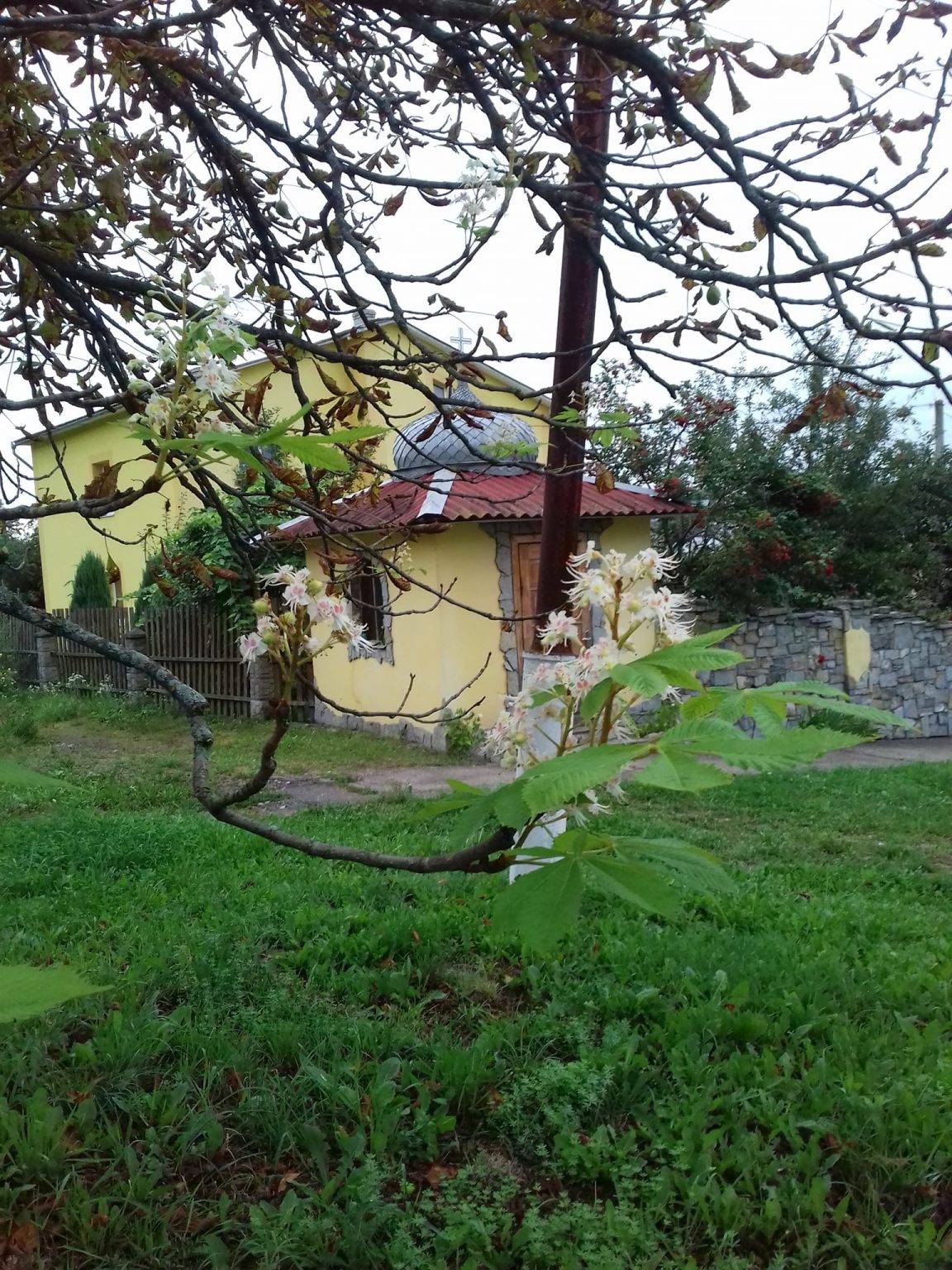 У Калуші вдруге за цей рік розквітли каштани