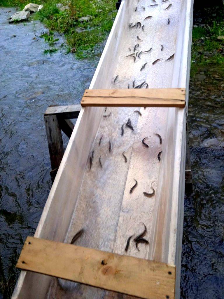 Понад 5 тисяч мальків дунайського лосося випустили у Прут