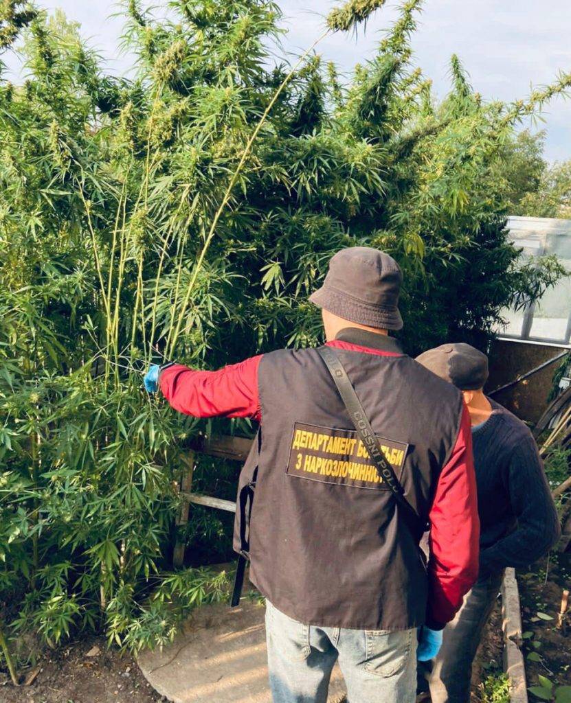 На Коломийщині у наркоаграрія вилучили близько сотні конопель