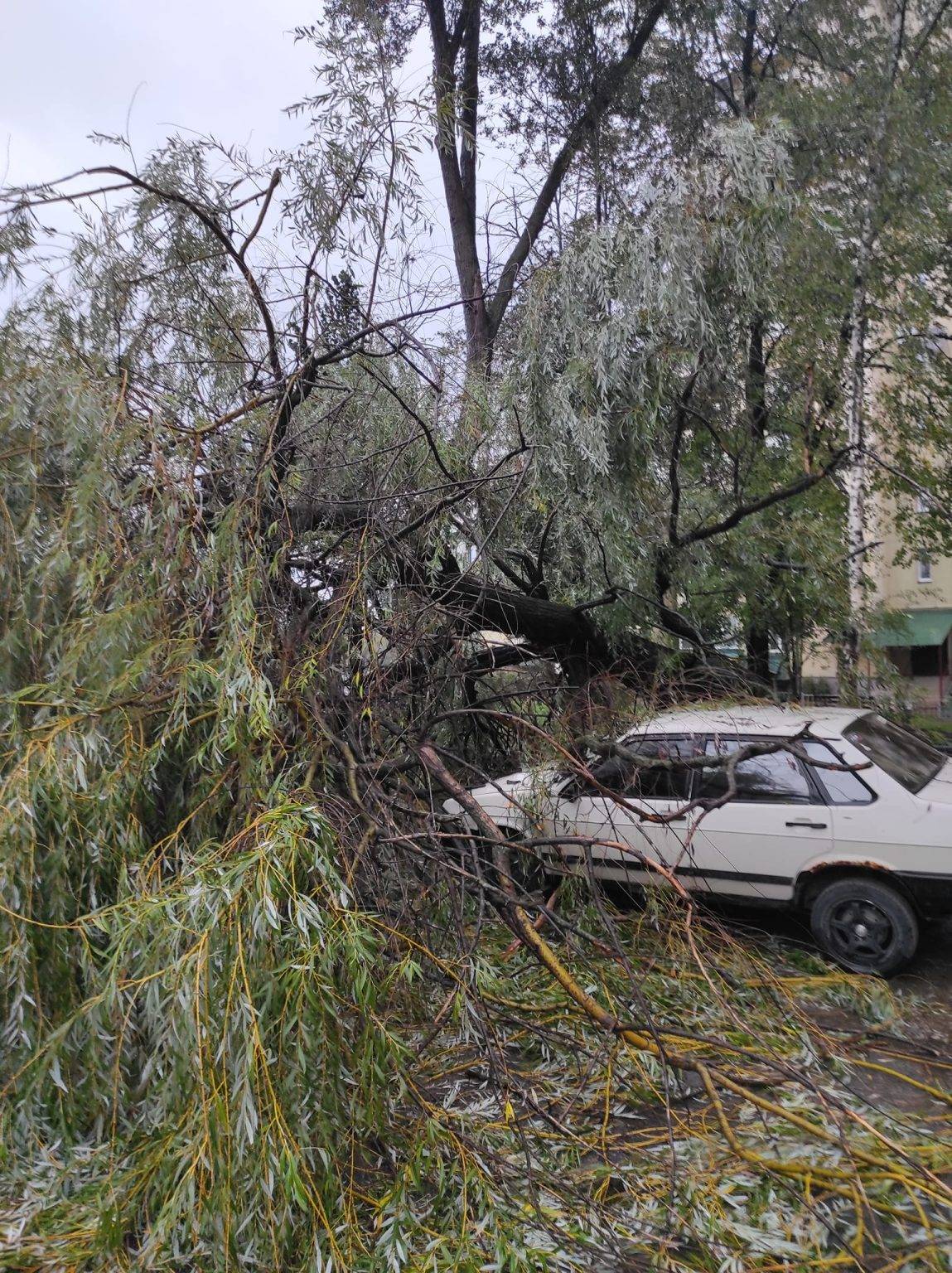 Сильний вітер у Франківську повалив дерево на автомобіль