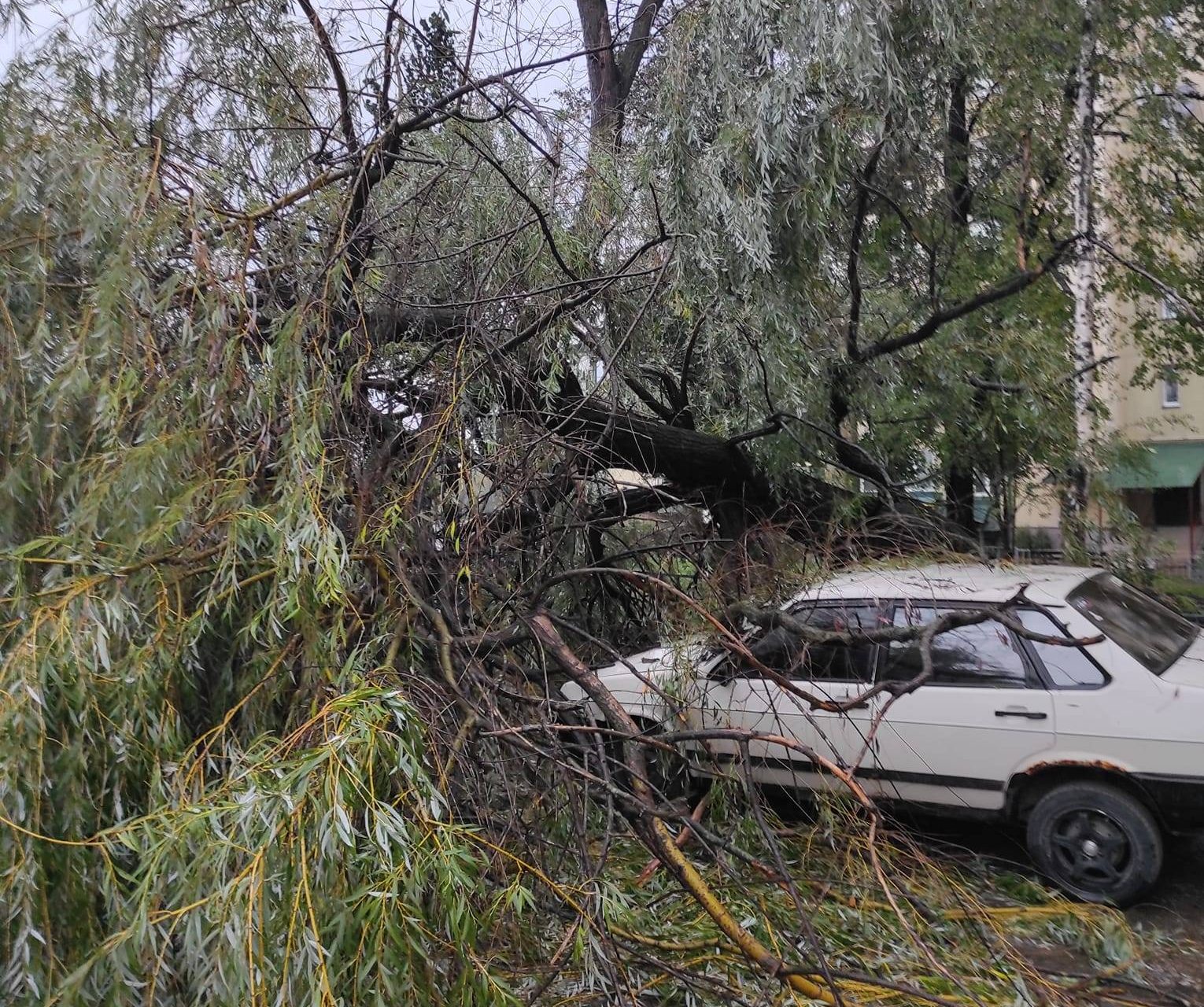 Сильний вітер у Франківську повалив дерево на автомобіль