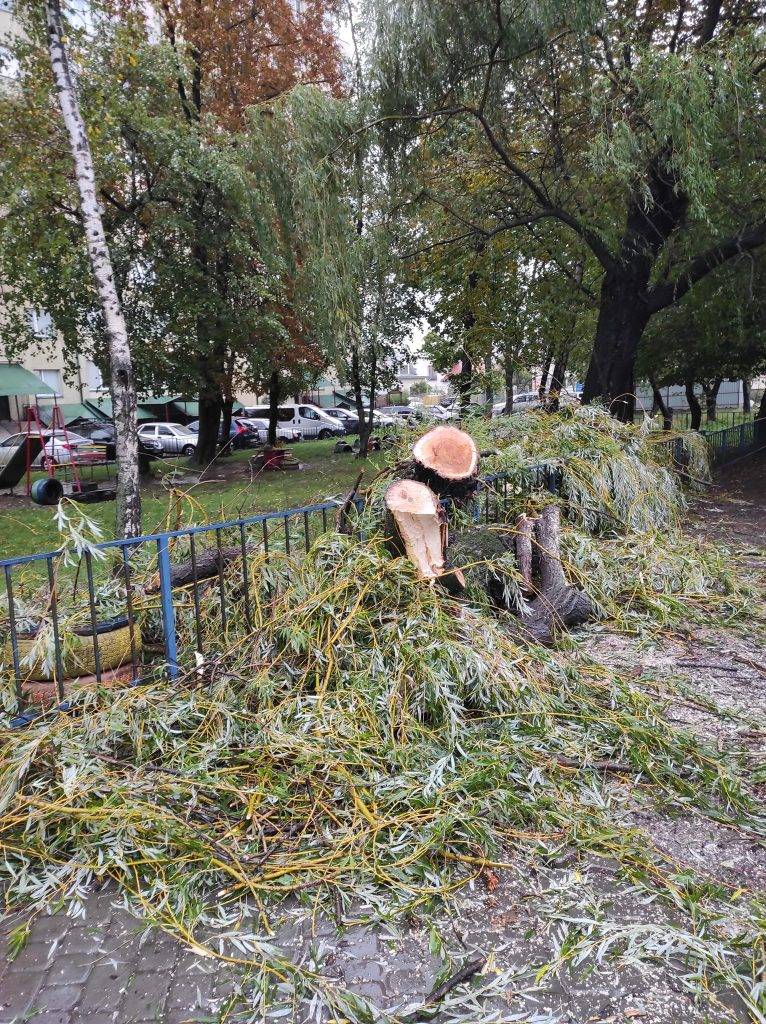 Сильний вітер у Франківську повалив дерево на автомобіль